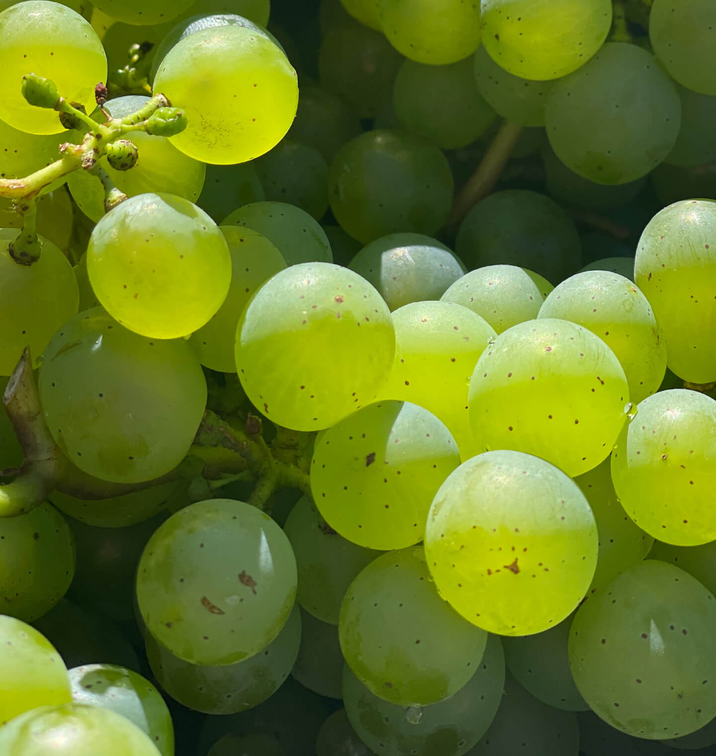 How to prevent blisters on feet: 10 tips to keep in mind