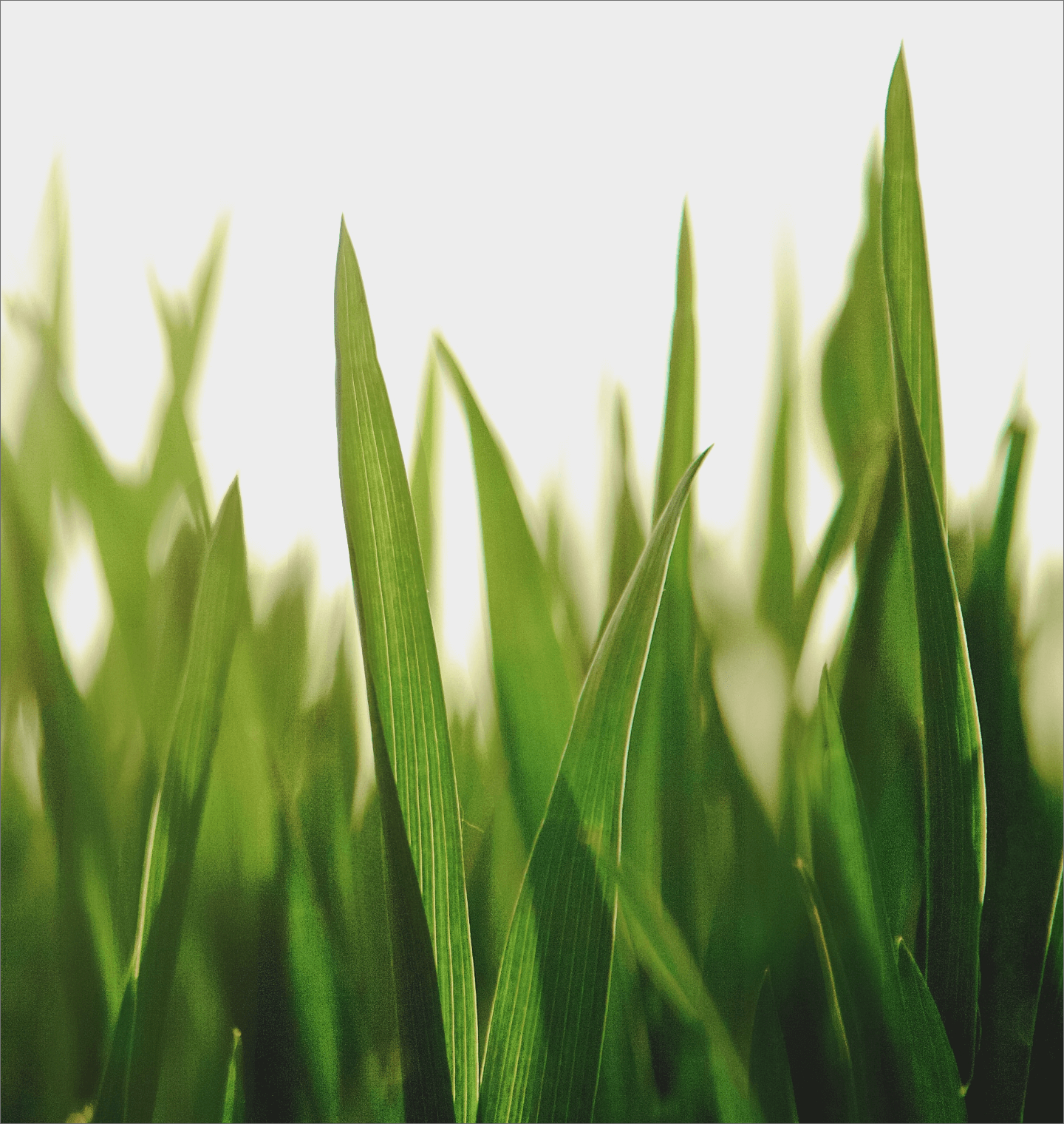 How to get grass stains out of shoes